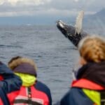 Exclusive Whale Watching with Powerboat