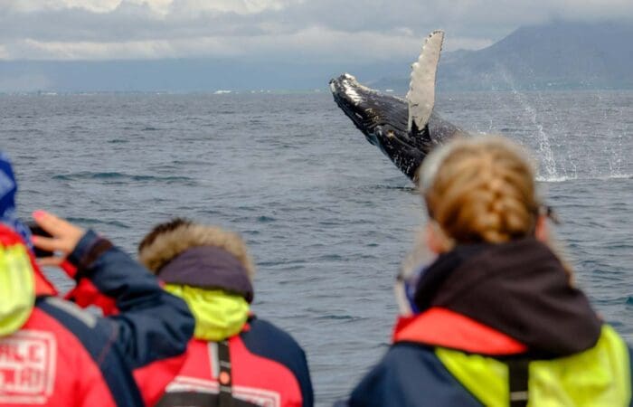 Exclusieve Whale Watching met Powerboat