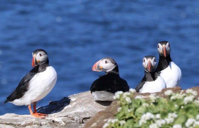 Puffin Watching Tour