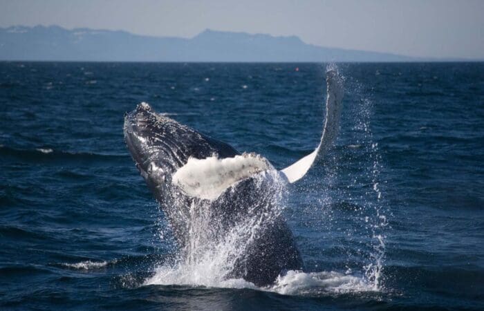 Whale Watching Reykjavik